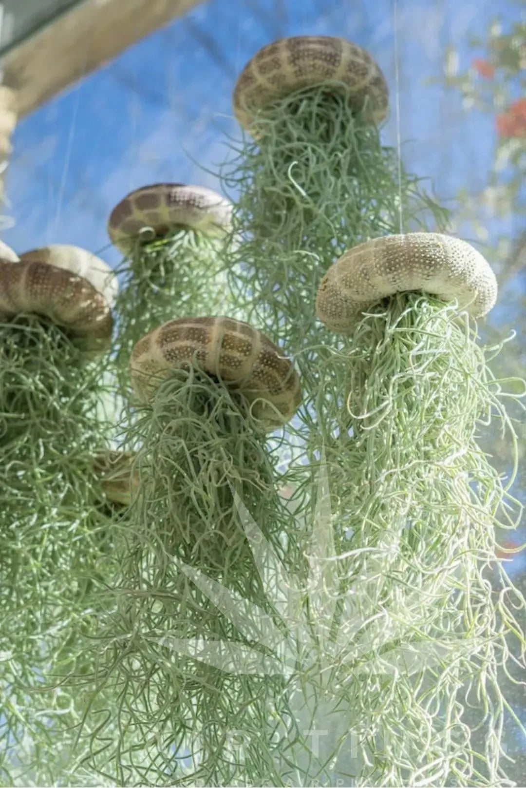 🌱HANGING AIR PLANT JELLYFISH