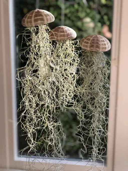 🌱HANGING AIR PLANT JELLYFISH